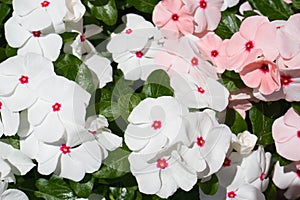 White Catharanthus roseus, known as the Madagascar periwinkle, rosy periwinkle or teresita