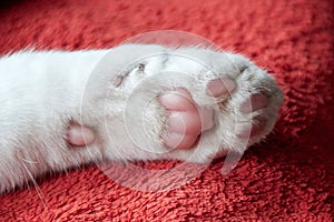 Cat paw pads on blanket