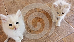 White cats waiting for you