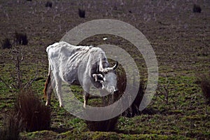 a white Cattle eats juncus