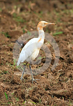 White cattle egret