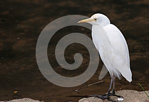 White cattle egret