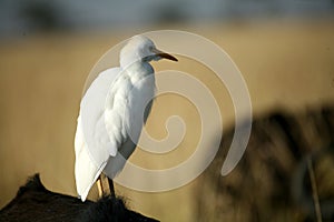 White Cattle Egret