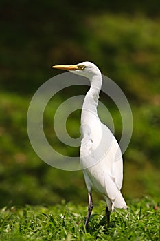 White cattle egret bird on the ground