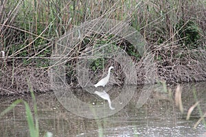 White Cattle Egret Bird in Swamp Water