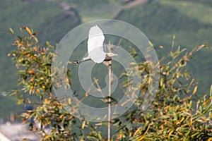 White Cattle Egret in Flight