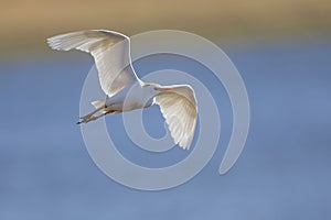 White cattle egret fly over water to and at a perch