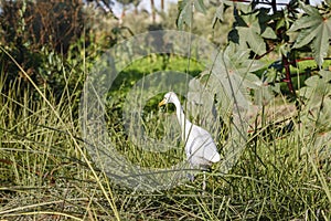 White Cattle Egret