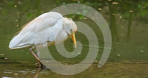 White cattle egret standing in the water, cosmopolitan bird widely spread over the world