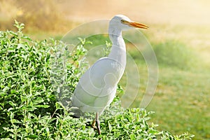 White cattle egret wild bird, also known as Bubulcus ibis