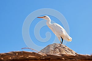 White cattle egret wild bird, also known as Bubulcus ibis,