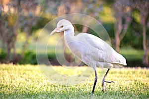 White cattle egret wild bird, also known as Bubulcus ibis walking on green lawn in summer