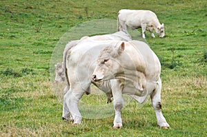 White cattle in the meadow. Farm animal for meat production. Stronger hoofed animal