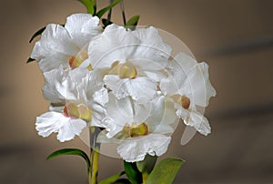 WHITE CATTLEYA HYBRID ORCHID.