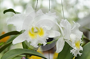 White cattleya orchid