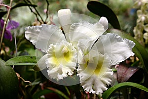 White cattleya orchid