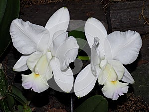 White Cattleya Orchid