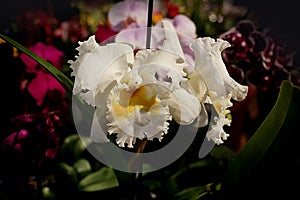 White cattleya orchid blossom laelia