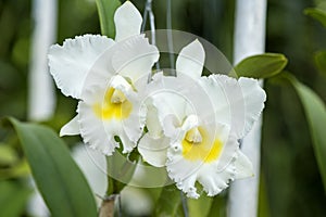 White Cattleya Orchid Flower.