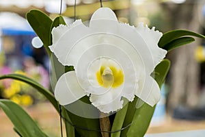 White cattleya orchid in the garden.