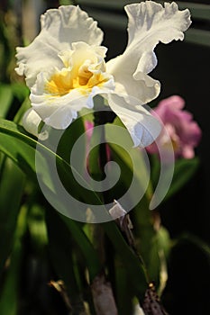 White cattleya orchid with yellow heart