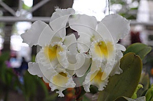 White cattleya orchids