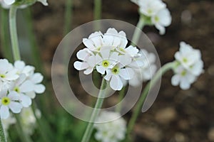 White `Caucasian Rock Jasmine` flower - Androsace Albana