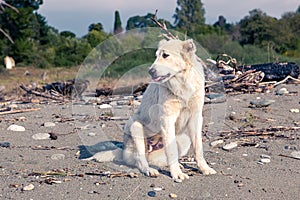 white Caucasian shepherd dog