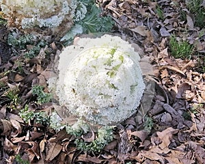 WHITE CAULIFLOWER ON DRY LEAVES