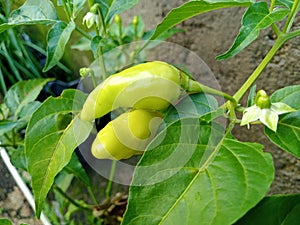 White cayenne pepper is a large variety and there is the possibility of crossbreeding