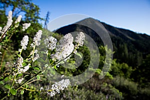 White Ceanothus Flowers in front of Hayfork Bally Mountain Peak