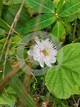white cecendet flower from Indonesia 2