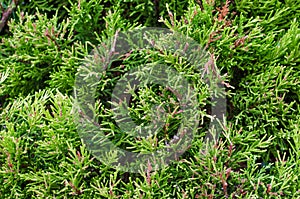 White cedar background