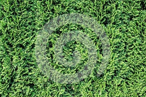 White cedar background.