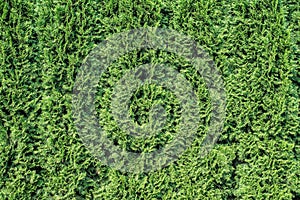 White cedar background.