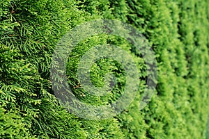 White cedar background.