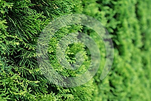 White cedar background.