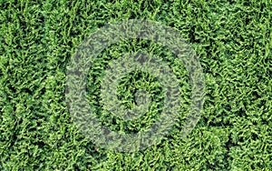 White cedar background.