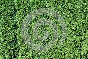 White cedar background.