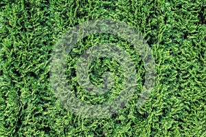 White cedar background.