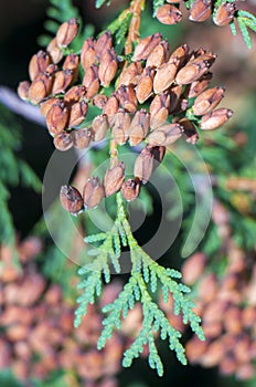 White Cedar - Thuja Occidentalis Close up, shallow depth