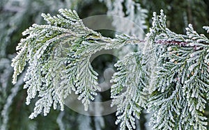 White Cedar - Thuja Occidentalis Close up, shallow depth