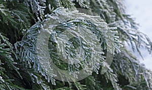 White Cedar - Thuja Occidentalis Close up, shallow depth