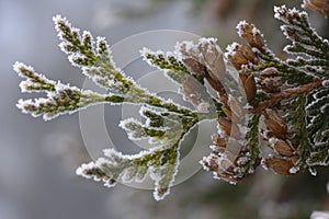 White Cedar - Thuja Occidentalis Close up, shallow depth