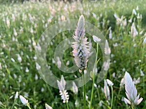 White celosia argentea