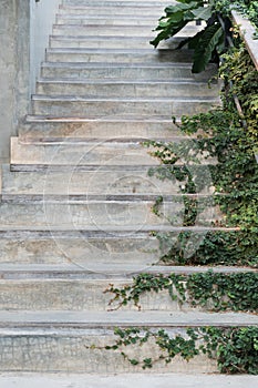 White cement stairs covered green leaves ivy plant. greenery house home decoration design idea.