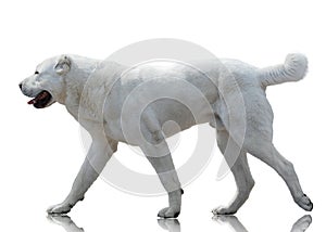 White Central Asian shepherd dog goes isolated on white background