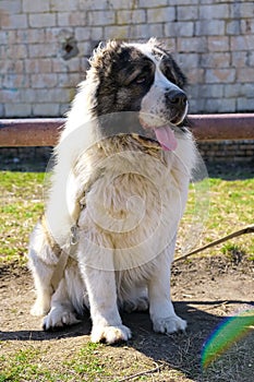 White Central Asian Shepherd without a muzzle.