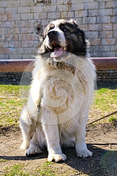 White Central Asian Shepherd without a muzzle.