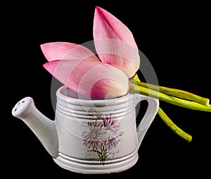 White ceramic watercan, sprinkler, with pink lotus, water lily flowers, close up